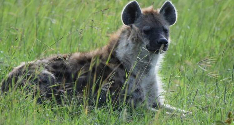 Una hiena manchada descansa en el pasto verde y exuberante, mirando hacia la cámara.