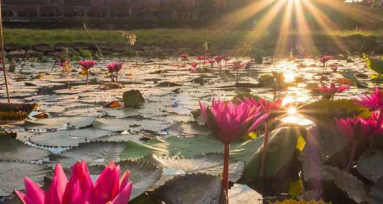 Flores de loto rosa flotando en un estanque iluminado por el sol con rayos de sol dramáticos cerca de Angkor Wat