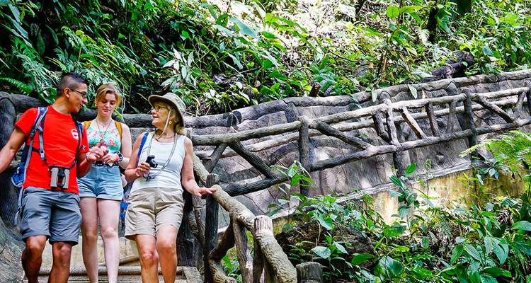 Small group walking down jungle stairs beside rustic wooden railings enveloped by dense foliage.