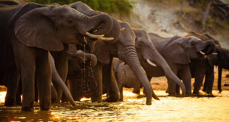 Rangée d'éléphants buvant et s'éclaboussant au coucher du soleil, des reflets dorés scintillant sur l'eau.
