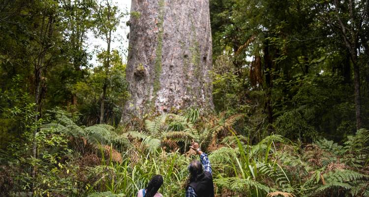 Visitantes mirando hacia arriba un enorme árbol kauri antiguo en la densa selva de Nueva Zelanda