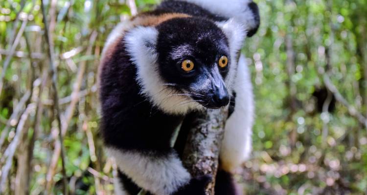 Lemur de collar blanco y negro agarrado a una rama en medio del bosque verde brillante.