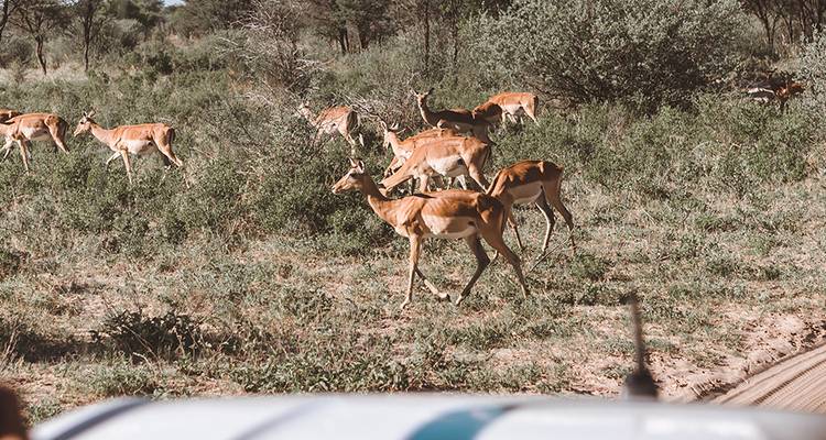 Un pequeño rebaño de impalas corre rápidamente por la maleza junto a un vehículo de safari.
