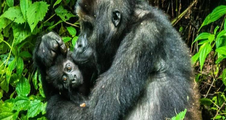 Muttergorilla, die ihr neugieriges Junges inmitten dichter grüner Dschungelvegetation wiegt.