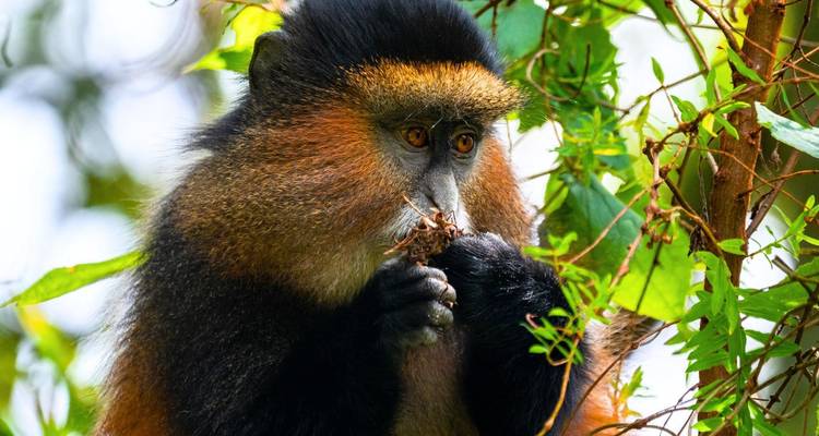 Golden monkey nibbling on foliage while perched among vines.