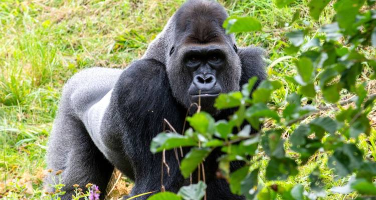 Silverback gorilla standing alert in a grassy clearing with foliage in foreground.