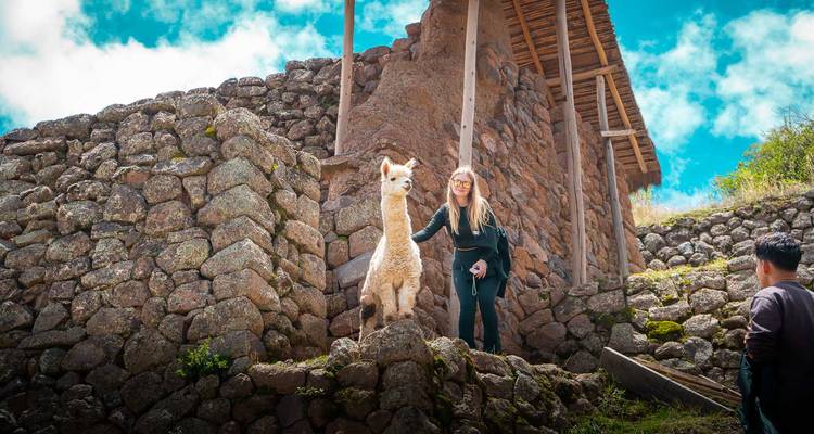 Un touriste caresse un alpaga se tenant sur des murs de pierre anciens sous le ciel bleu éclatant des Andes.
