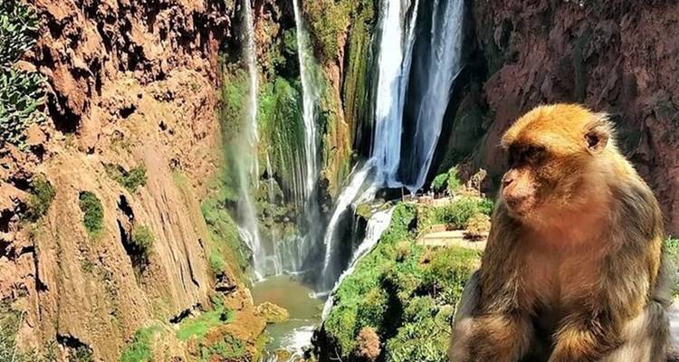 Macaco de Berbería encaramado en un acantilado con una cascada espectacular de fondo en Ouzoud