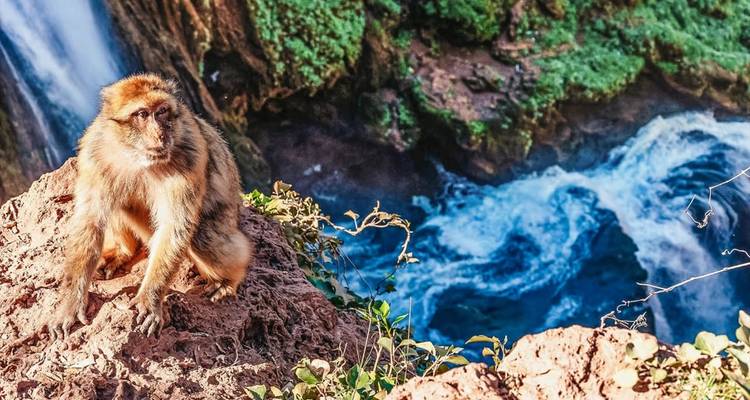 Macaco de Berbería en una cornisa rocosa con vistas al agua azul agitada debajo de una cascada