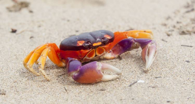 Crabe terrestre aux couleurs éclatantes sur la plage de sable fin à Tortuguero.
