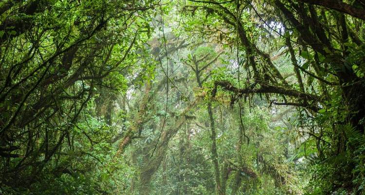 Weelderig mistig wolkenbos met dichte ranken en mosbegroeid bomen in Monteverde.
