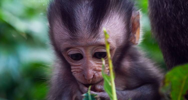 Close-up van een schattig baby aapje dat aan een blad knabbelt in weelderige groene omgeving
