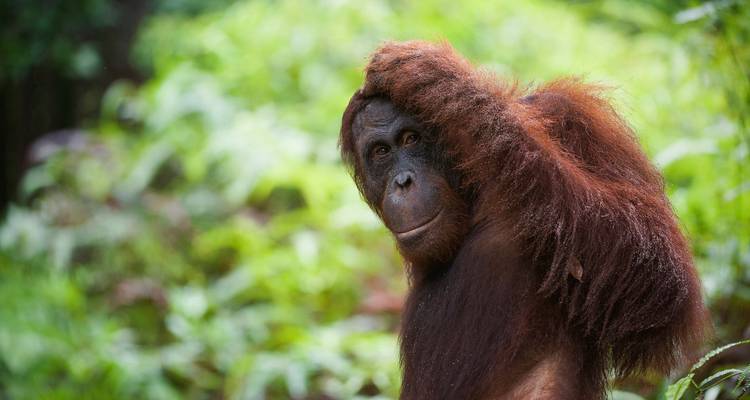 Close-up van een eenzame orangoetan in weelderig groen regenwoud, voorzichtig zijn hoofd aanrakend en naar de camera kijkend.