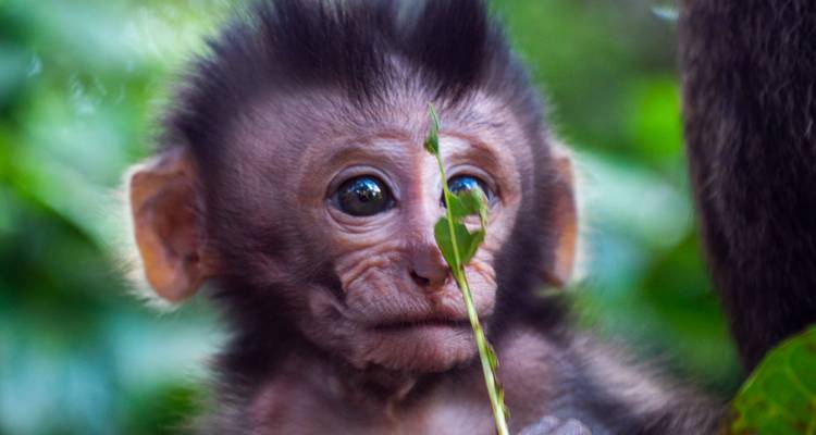 Babyaapje met expressieve ogen gluurend langs een klein groen blad in een junglestelling.
