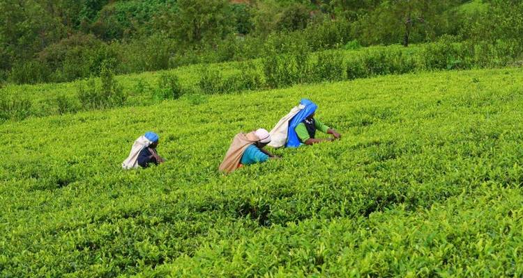 Tres recolectoras de té con pañuelos de colores brillantes trabajan entre arbustos de té verde intenso en una plantación en la ladera de una colina.