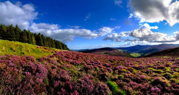 Lebendiges violettes Heidenfeld unter einem dramatischen blauen Himmel mit verstreuten Wolken und entfernten Tälern