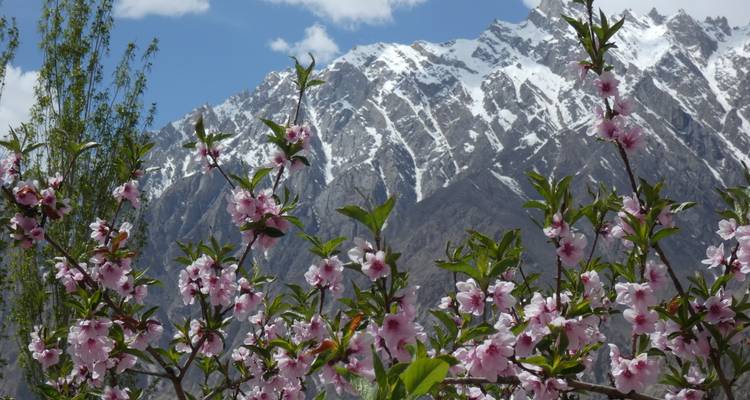 Gros plan de branches de fleurs roses encadrant des pics enneigés aux contours déchiquetés sous un ciel bleu