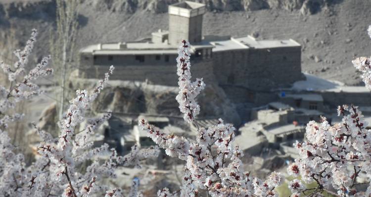 Les délicates fleurs blanches devant le fort en pierre de Baltit qui se dresse sur un affleurement rocheux