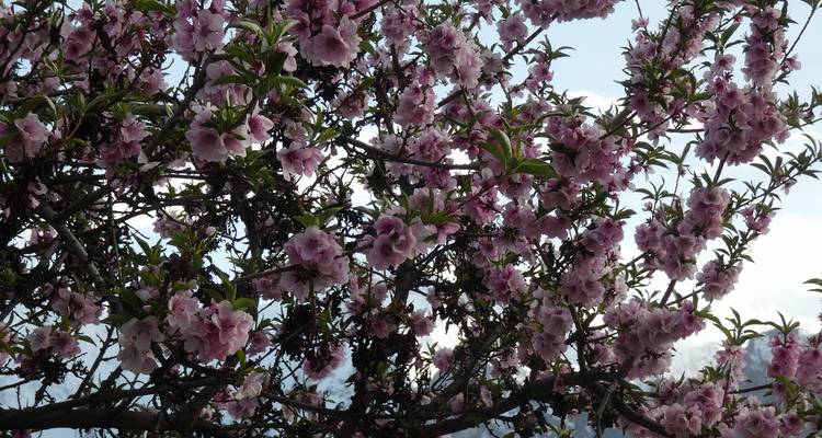 Canopée dense de fleurs roses remplissant le cadre sur un ciel pâle