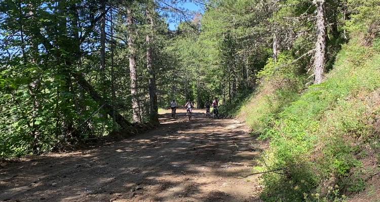 Groep mountainbikers fietsen over een schaduwrijke bospad.