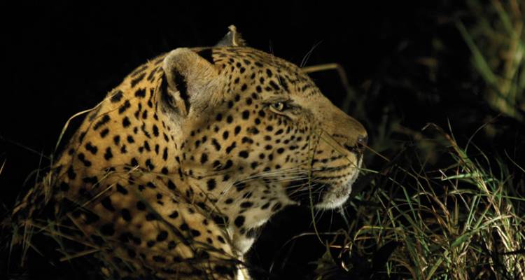Un leopardo iluminado por la noche se sienta alerta entre pastos altos.