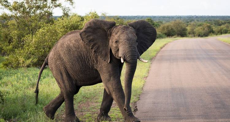 Un elefante cruza una carretera pavimentada a través de la sabana verde, con las orejas bien abiertas.
