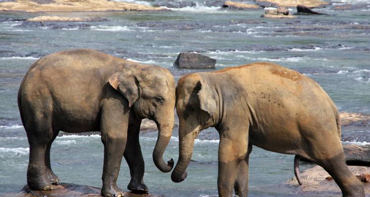 Dos elefantitos tocándose suavemente la trompa mientras están de pie en un río poco profundo con corriente.