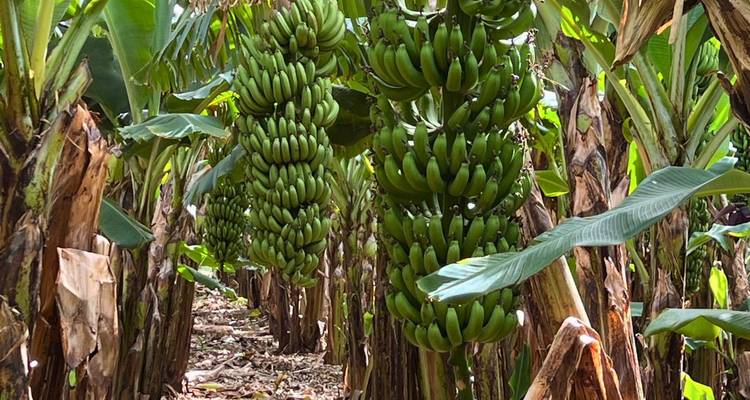 Reihen von Bananenbäumen, die mit grünen Bündeln beladen sind, in einem Plantagen-Gang.