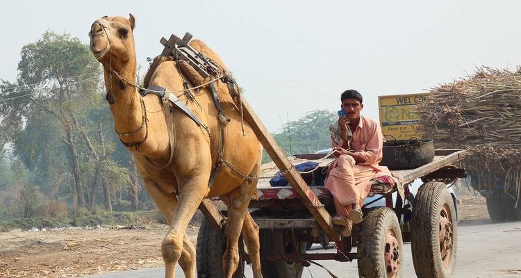 Un homme conduisant une charrette tirée par un chameau chargé de canne à sucre le long d'une route poussiéreuse.