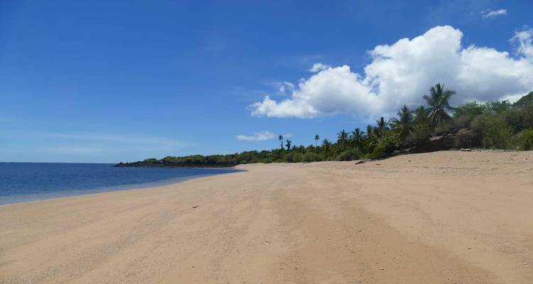 Playa de arena ancha y vacía bordeada por un océano azul tranquilo y palmeras dispersas bajo un cielo brillante.