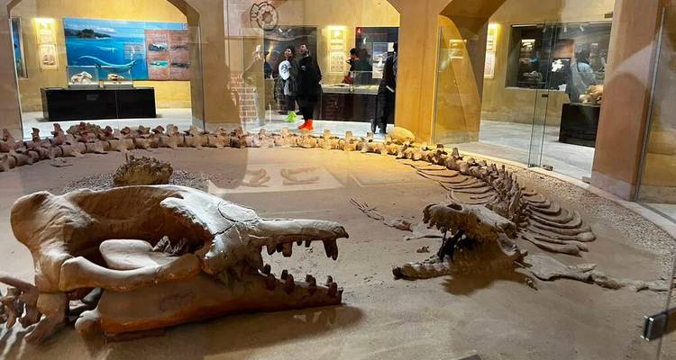 Primer plano de un cráneo y columna vertebral de ballena fosilizados en la sala del museo del desierto con visitantes de fondo.