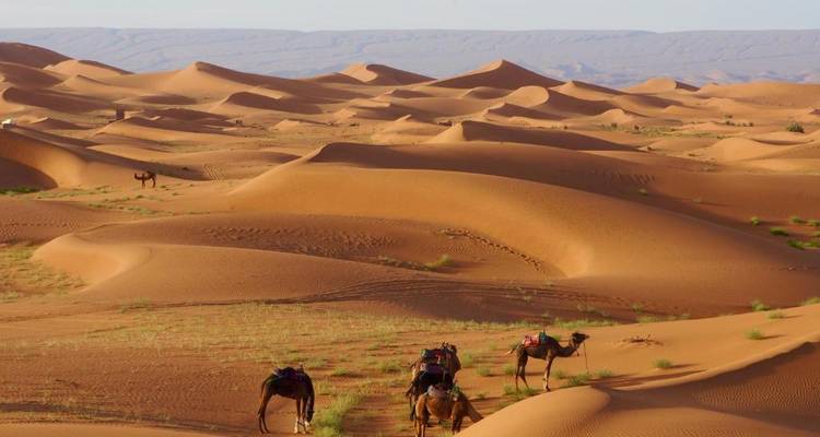 Caravane de chameaux avec des cavaliers traversant de vastes dunes de sable ondulantes sous un ciel pâle au Sahara.