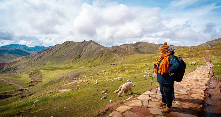 Trekker die grazende alpaca's op het pad observeert met bergketens van Rainbow Mountain in de verte.