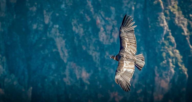 Andescondor gevangen tijdens de vlucht met volledig uitgespreid vleugels tegen een ruwe canyonachtergrond.