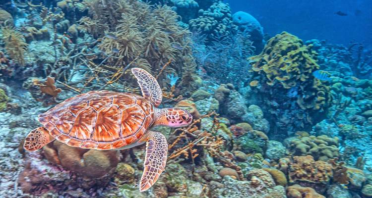 Tortue marine verte glissant au-dessus d'un récif corallien vibrant dans les eaux cristallines de la Caraïbe.