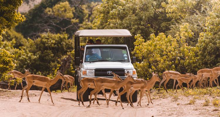 Safariauto wacht terwijl een kudde impala's het zandige pad oversteekt