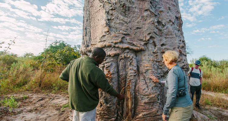 Gids legt het enorme boomstamvan de baobab uit aan reizigers