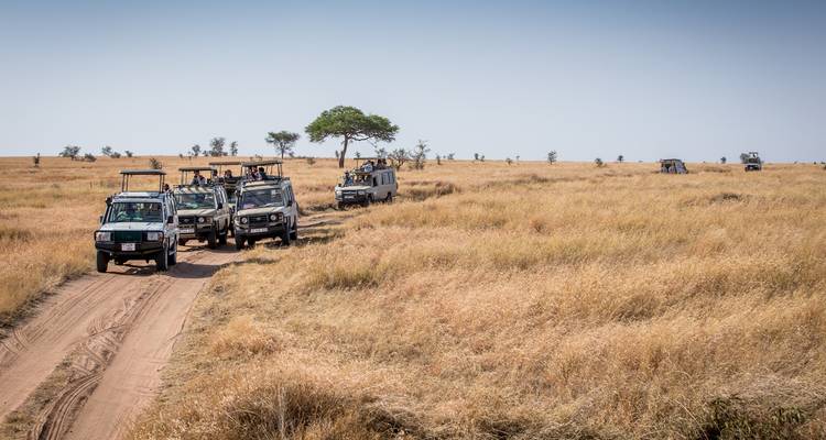 File de véhicules de safari circulant dans l'herbe jaune haute sur une plaine ouverte.