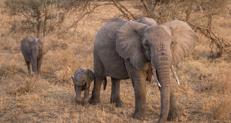 Une mère éléphant avec son petit et un autre jeune individu parcourent les terres arbustives arides au crépuscule.