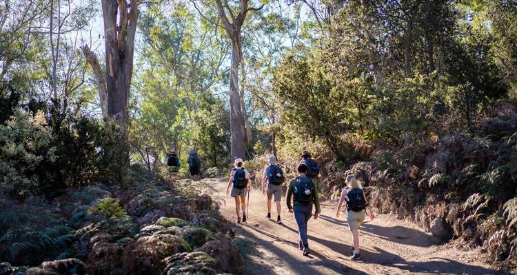 Les randonneurs remontent une piste forestière ensoleillée bordée de grands eucalyptus et de fougères denses.