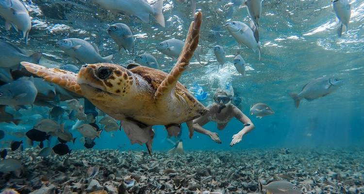 Un plongeur en apnée nage à côté d'une tortue de mer au milieu de bancs de poissons dans une eau bleue cristalline.
