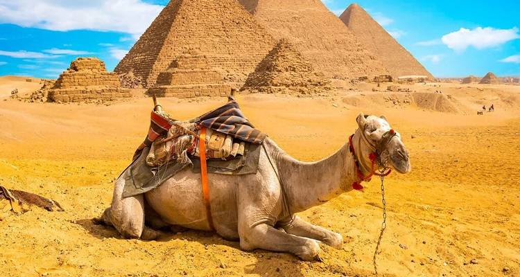 Rustende kameel voor de Piramides van Giza onder de felle woestijnzon