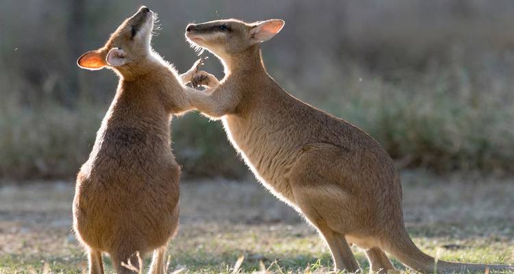 Deux wallabies s'affrontant de manière ludique sous la douce lumière matinale sur l'outback herbeux.