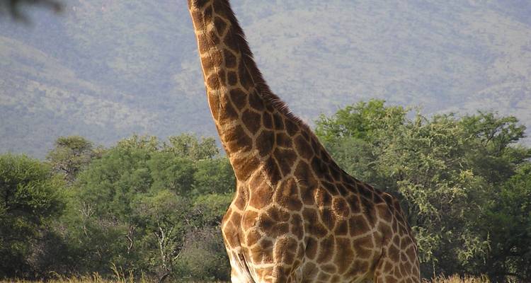Gros plan d'une girafe se tenant debout dans une savane herbeuse avec des collines boisées en arrière-plan.