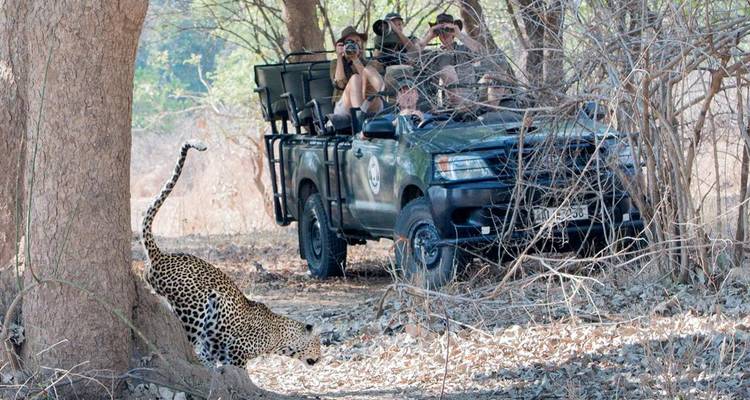 Un véhicule de safari avec des touristes photographie un léopard qui émerge d'un buisson dans une région boisée aride.