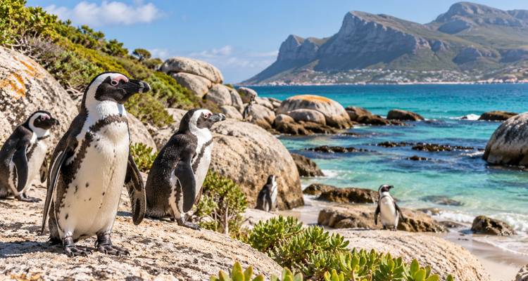 Afrikaanse pinguïns die op granieten rotsen naast een turquoise zee staan met bergen daarachter.