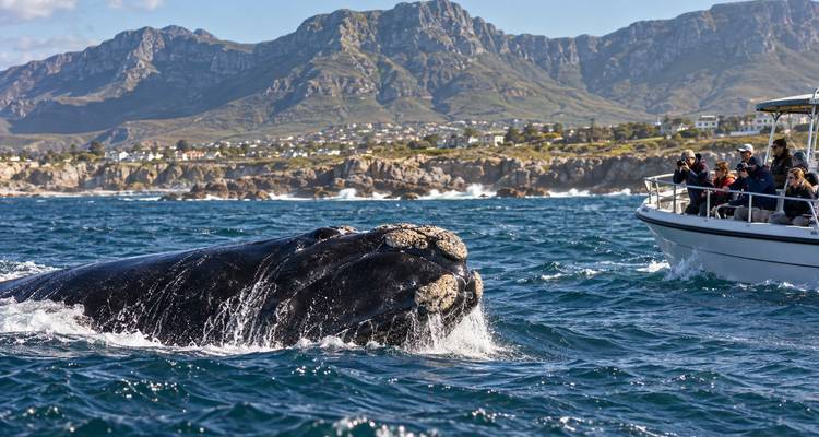 Enorme zuidelijke Amerikaanse walvis die naast een toerbootje opduikt tegen ruige kustbergen.