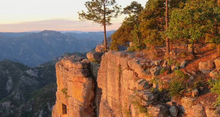 Une lumière dorée illuminant le bord d'une falaise dramatique et un pin au-dessus du vaste Canyon du Cuivre.