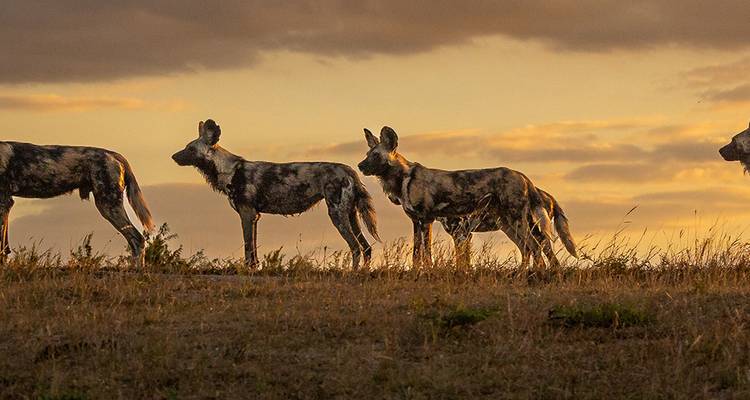 Manada de perros salvajes africanos recortados contra un cielo dorado al atardecer