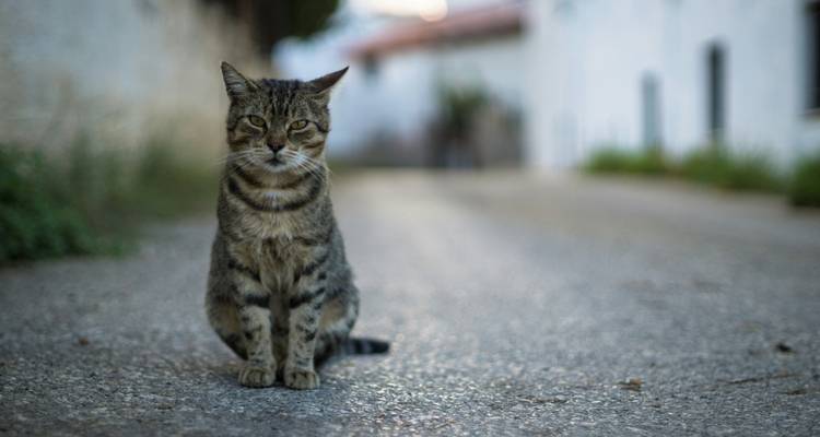 Chat tigré assis attentivement sur une ruelle pavée tranquille avec des maisons floues